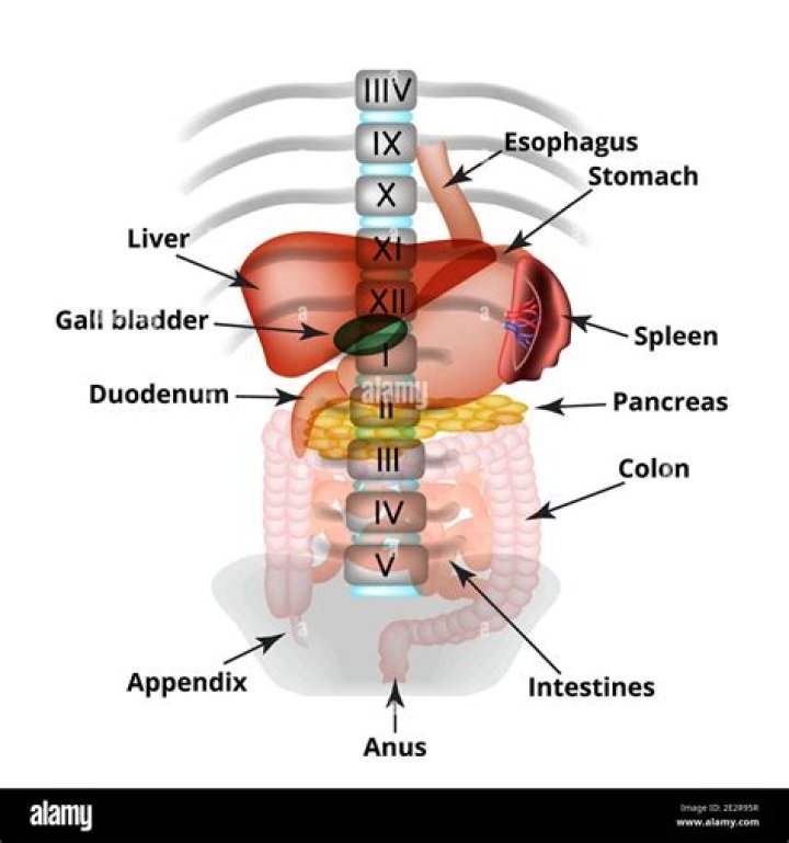 What organs are under your belly button?