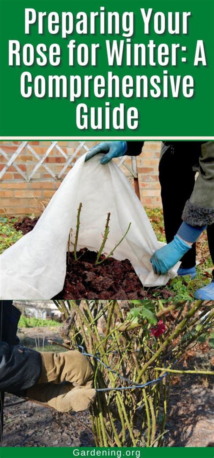 When should you cover roses for winter?