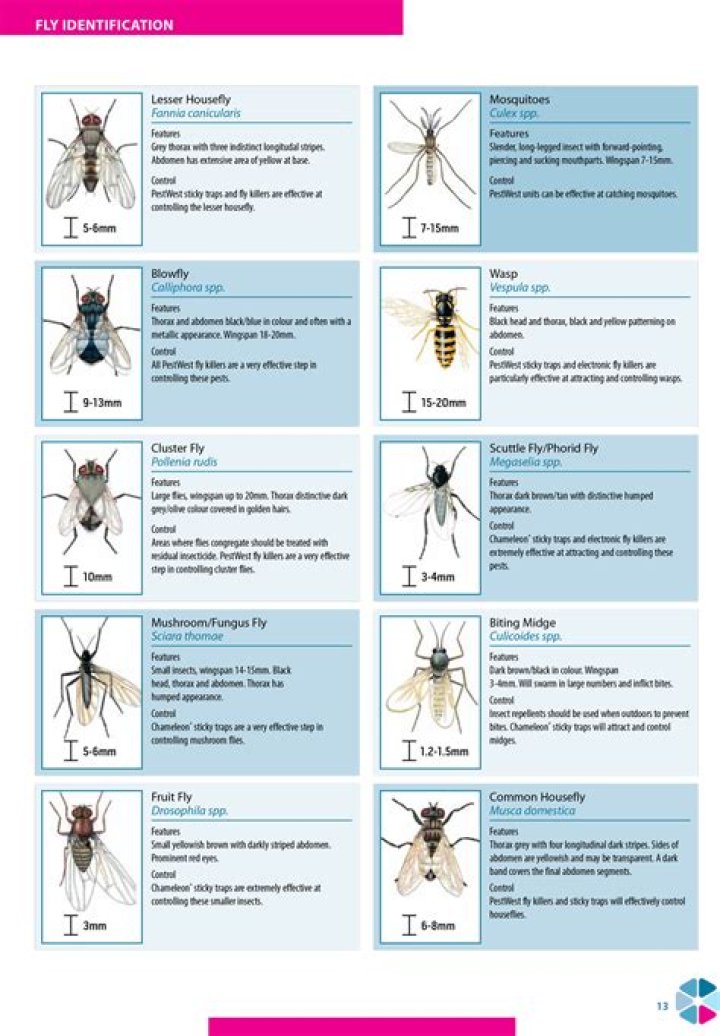 Which flies have no wings?