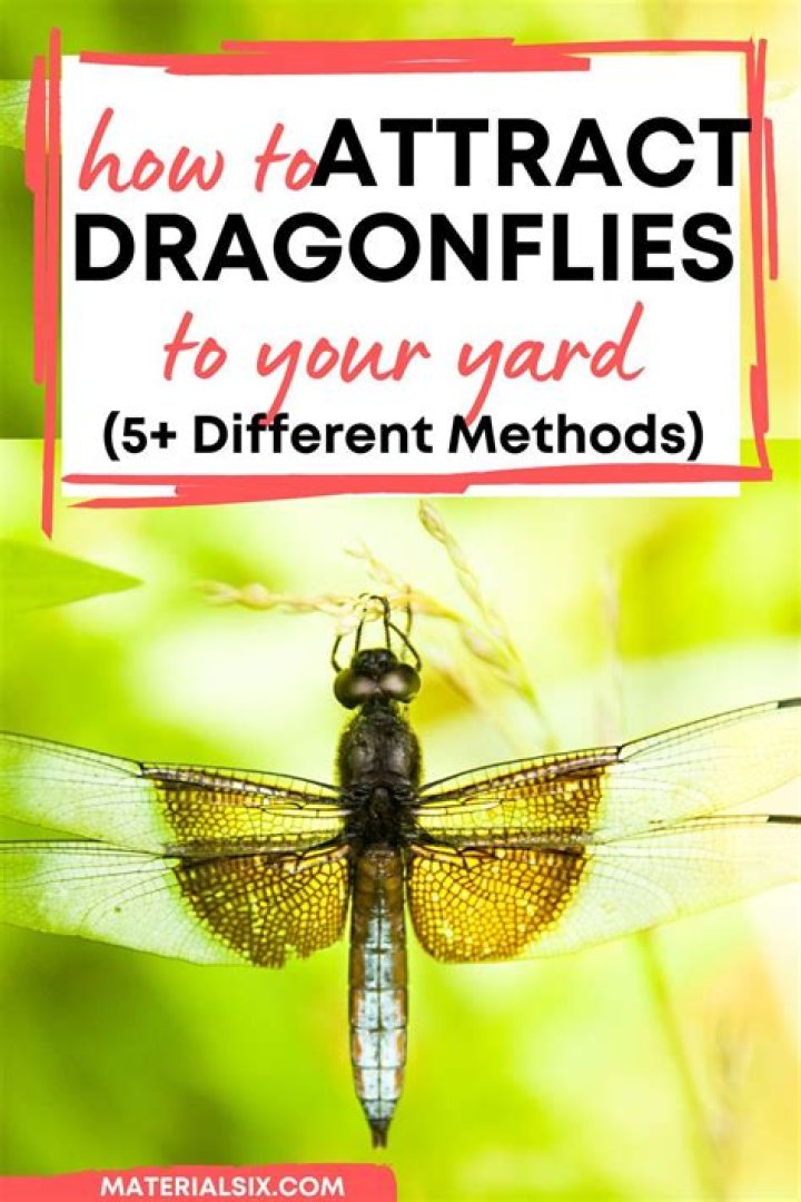 Why do I have so many dragonflies in my yard?