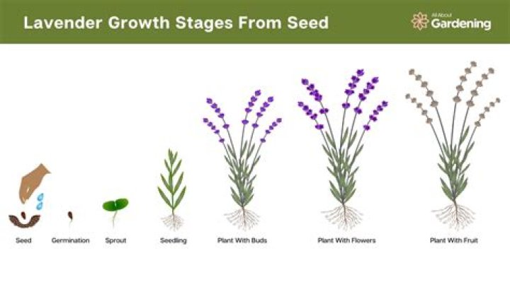 Why does lavender go Woody?
