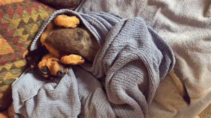Why does my dog bury her face in blankets?