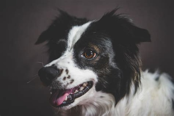 Why does my dog nip at my face when excited?
