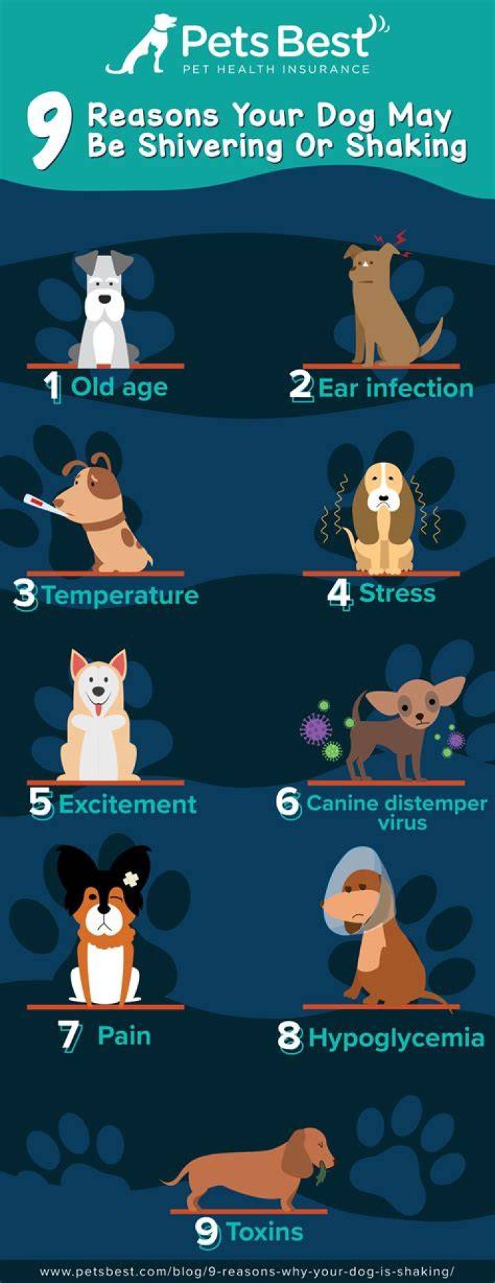 Why is my dog acting manic?
