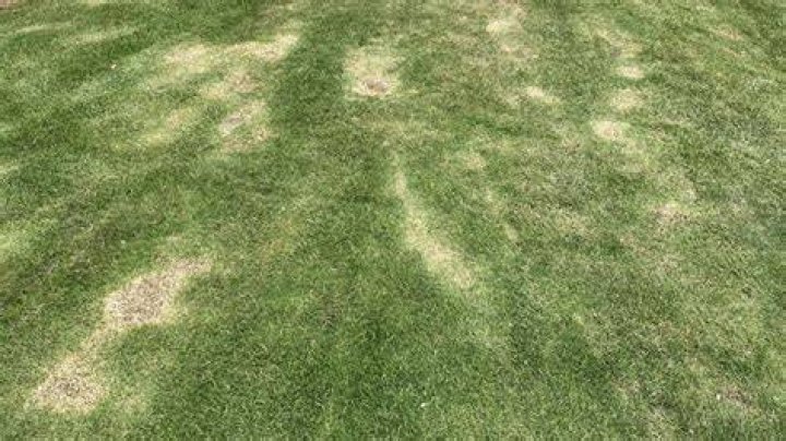 Will grass grow back after scalping?