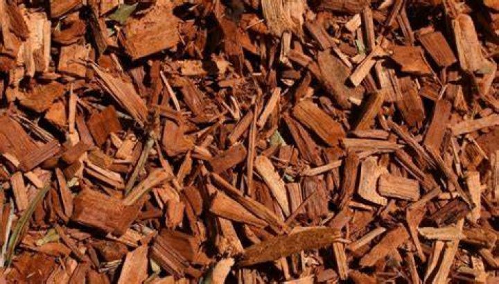 Will pine bark mulch attract termites?